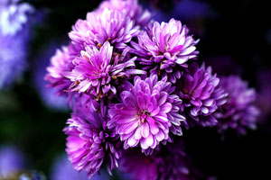 网页短信轰炸机